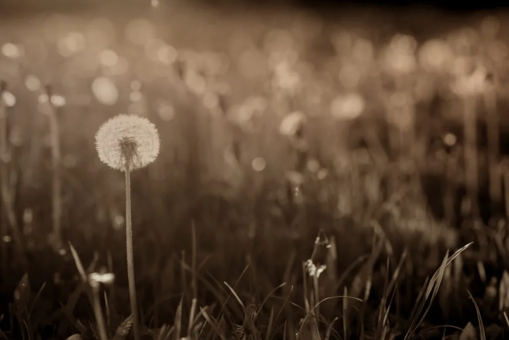 trauma informed yoga sydney